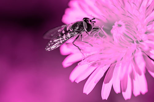 Striped Hoverfly Pollinating Flower (Pink Tone Photo)