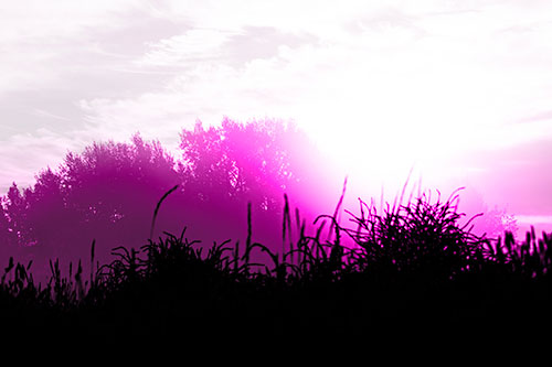 Sun Rises Beyond Fog Filled Treeline (Pink Tone Photo)