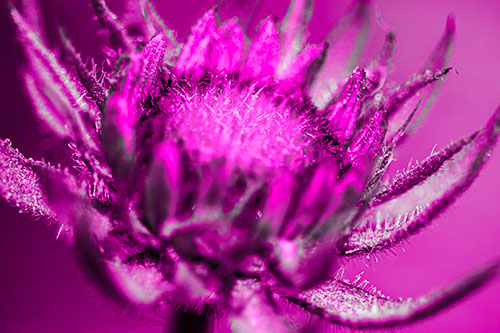 Sunflower Bud Unfurling Towards Sunlight (Pink Tone Photo)