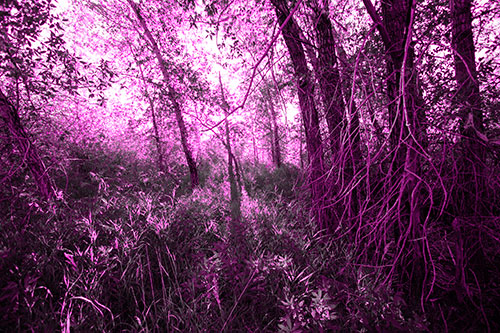 Sunlight Bursts Through Shaded Forest Trees (Pink Tone Photo)