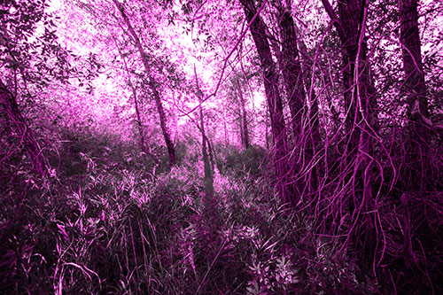 Sunlight Bursts Through Shaded Forest Trees (Pink Tone)