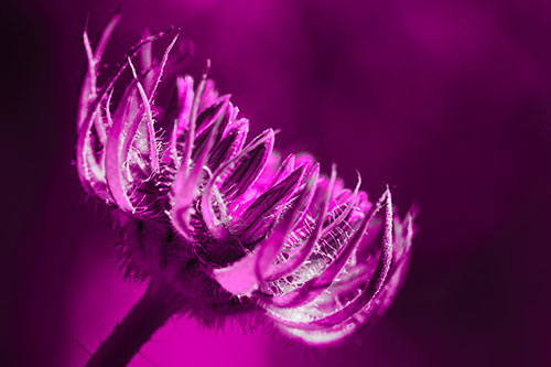 Sunlight Enters Spiky Unfurling Sunflower Bud (Pink Tone Photo)