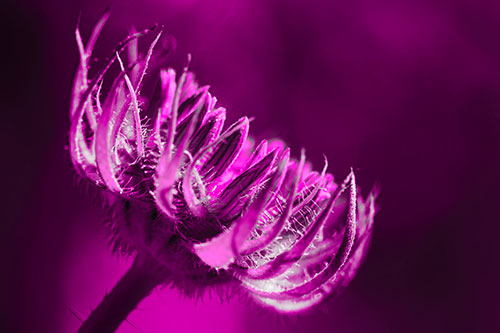 Sunlight Enters Spiky Unfurling Sunflower Bud (Pink Tone)