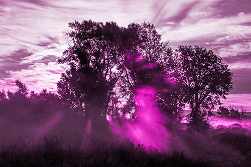Sunlight Rays Burst Through Fog Surrounded Trees (Pink Tone Photo)