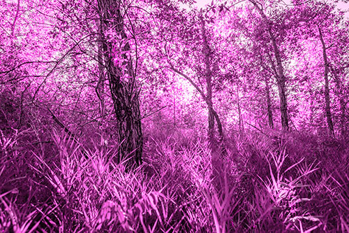 Sunrise Casts Forest Tree Shadows (Pink Tone)