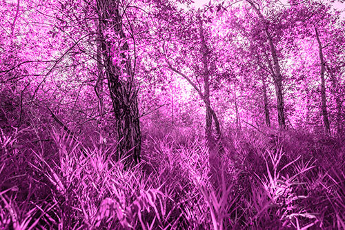 Sunrise Casts Forest Tree Shadows (Pink Tone Photo)