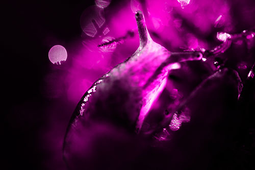 Sunshine Illuminates Translucent Marsh Slug (Pink Tone Photo)