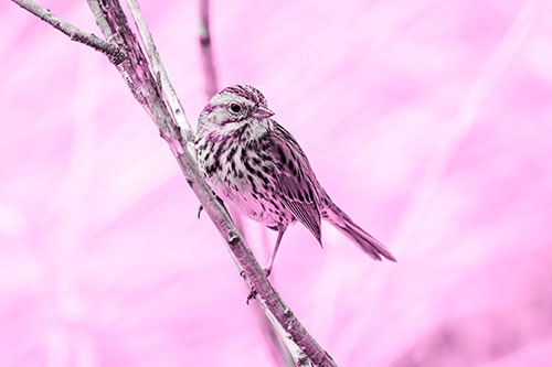 Surfing Song Sparrow Rides Tree Branch (Pink Tone Photo)