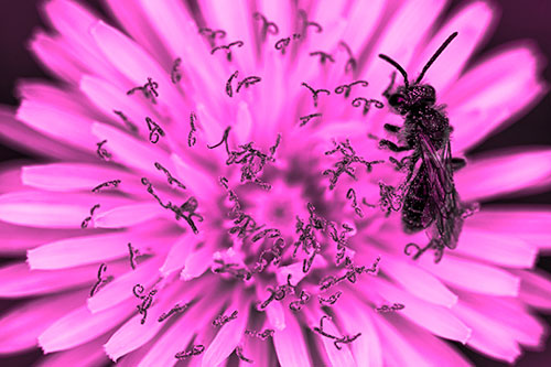 Sweat Bee Collecting Dandelion Pollen (Pink Tone Photo)