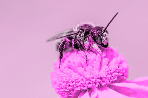 Sweat Bee Collecting Pollen Off Sneezeweed Flower (Pink Tone)