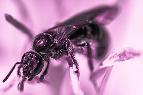 Sweat Bee Enjoying Primrose Flower Pollen (Pink Tone)