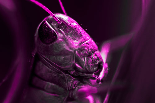 Sweaty Grasshopper Seeking Shade (Pink Tone Photo)