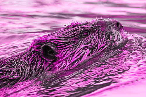 Swimming Beaver Keeping Head Above Water (Pink Tone Photo)