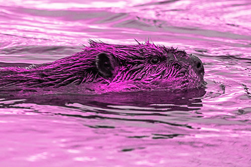 Swimming Beaver Patrols River Surroundings (Pink Tone Photo)