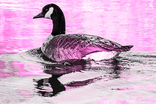 Swimming Goose Ripples Through Water (Pink Tone Photo)