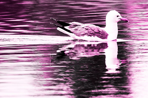 Swimming Seagull Lake Water Reflection (Pink Tone Photo)
