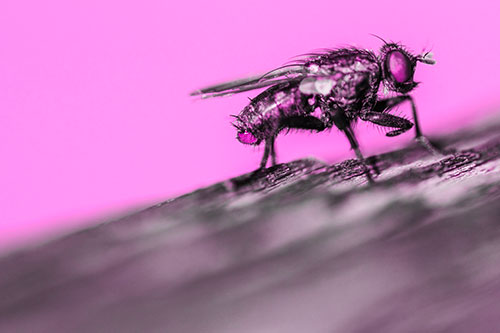 Tachinid Fly Curling Arm Among Sloping Wood (Pink Tone)