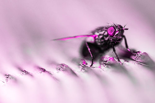 Tachinid Fly Poses Among Grooved Wood (Pink Tone)