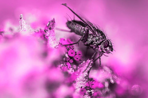 Tachinid Fly Terrorizing Aphids Among Milkweed Pod (Pink Tone)