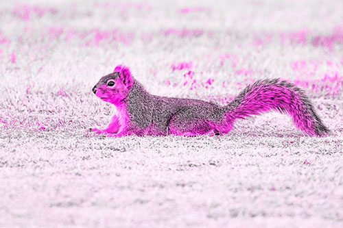 Tail Wagging Squirrel Sitting Among Dead Grass (Pink Tone)