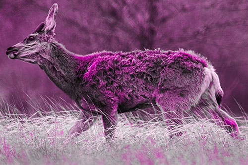 Tense Faced Mule Deer Wanders Among Blowing Grass (Pink Tone Photo)