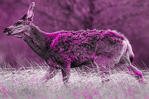 Tense Faced Mule Deer Wanders Among Blowing Grass (Pink Tone)