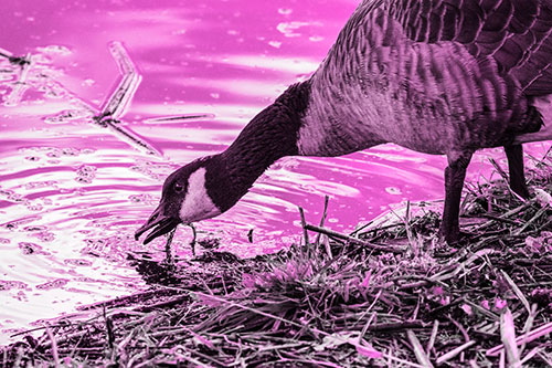 Thirsty Canadian Goose Drinking Water Along Shore (Pink Tone)
