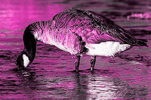 Thirsty Goose Drinking Ice River Water (Pink Tone Photo)