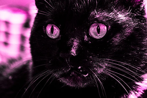 Thirsty Wide Eyed Black Cat (Pink Tone)