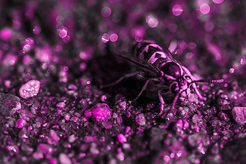 Thirsty Yellowjacket Wasp Among Soaked Sparkling Rocks (Pink Tone Photo)