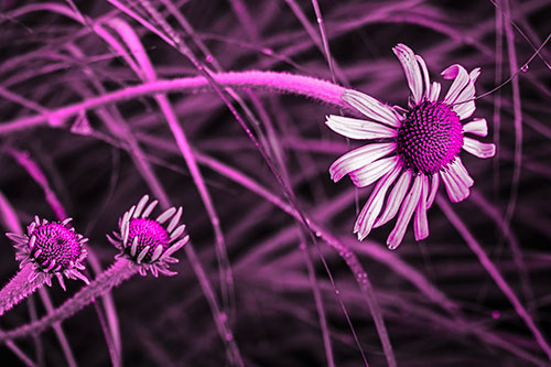 Three Blossoming Coneflowers Among Light Dewy Grass (Pink Tone Photo)