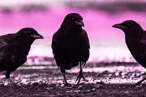 Three Crows Plotting Their Next Move (Pink Tone Photo)