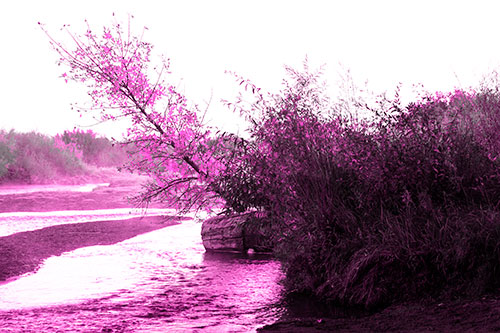 Tilted Fall Tree Over Flowing River (Pink Tone Photo)