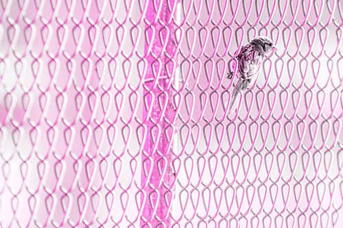 Tiny Cassins Finch Bird Clasping Chain Link Fence (Pink Tone Photo)