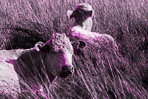 Tired Cows Lying Down Among Grass (Pink Tone Photo)