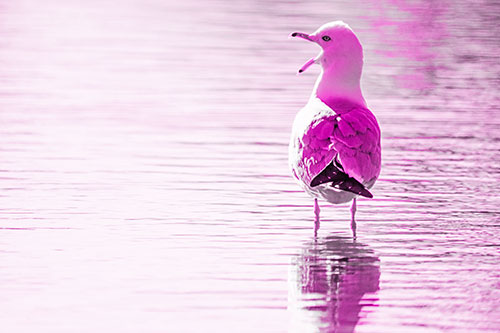 Tired Seagull Yawning Among Shallow Water (Pink Tone)