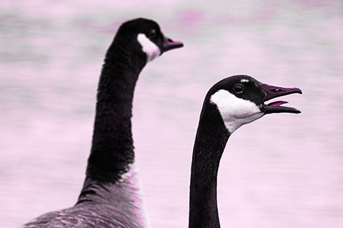 Tongue Screaming Canadian Goose Honking Towards Intruders (Pink Tone Photo)
