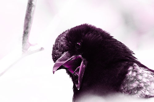 Tongue Screaming Crow Among Light (Pink Tone Photo)
