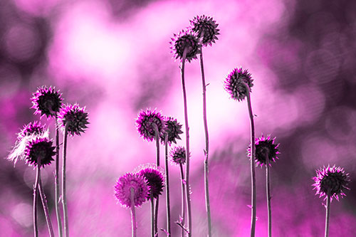Towering Nodding Thistle Flowers From Behind (Pink Tone Photo)