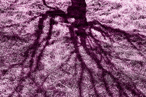 Tree Branch Shadows Creepy Crawling Over Dead Grass (Pink Tone Photo)