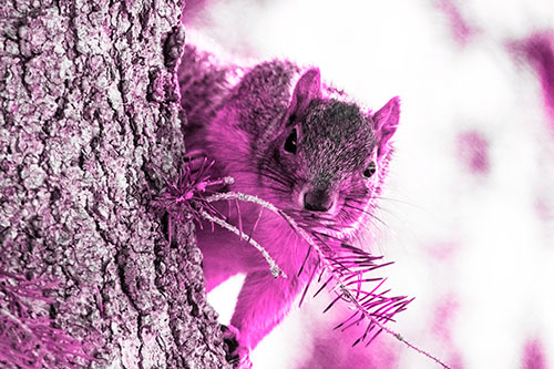 Tree Peekaboo With A Squirrel (Pink Tone Photo)