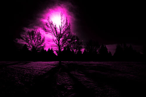 Tree Silhouette Holds Sun Among Darkness (Pink Tone Photo)