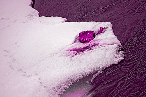 Tree Stump Eyed Snow Face Creature Along River Shoreline (Pink Tone Photo)