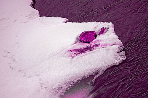 Tree Stump Eyed Snow Face Creature Along River Shoreline (Pink Tone)