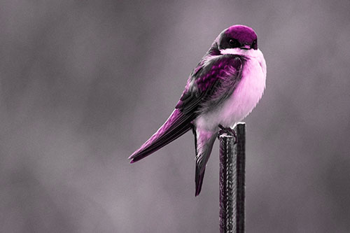 Tree Swallow Keeping Watch (Pink Tone Photo)