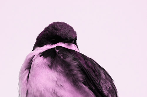 Tree Swallow Watching Surroundings (Pink Tone Photo)