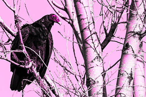 Turkey Vulture Perched Atop Tattered Tree Branch (Pink Tone Photo)