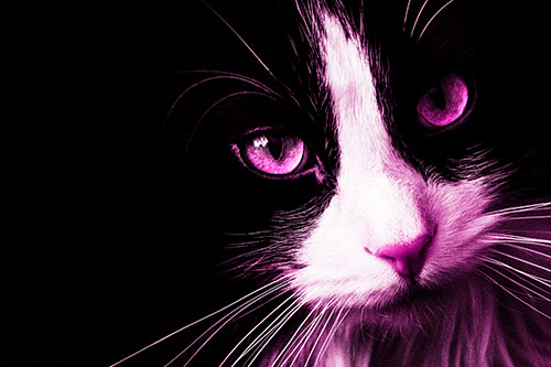 Tuxedo Cat Stares Among Darkness (Pink Tone)