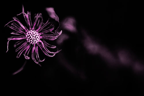 Twirling Aster Flower Among Darkness (Pink Tone Photo)