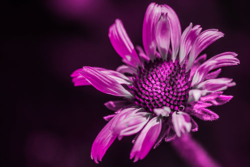 Twirling Petal Coneflower Among Shade (Pink Tone Photo)